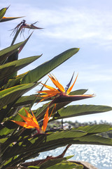 Ilhabela, State of Sao Paulo, Brazil, Detail of the flower bird of paradise