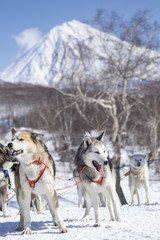 Elizovskiy sprint is a previous competition of sled dog race Beringia.