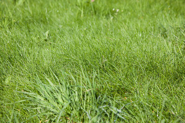 green grass