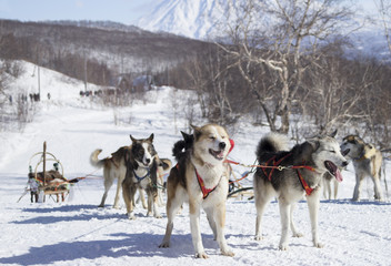 Elizovskiy sprint is a previous competition of sled dog race Beringia.