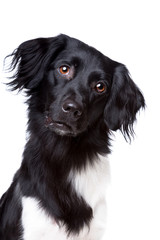 Friese Stabij, Frisian pointer