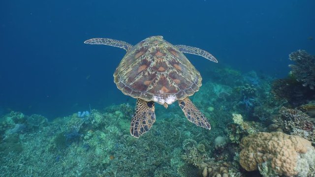 Sea turtle swimming underwater over corals. Sea turtle moves its flippers in the ocean under water. Wonderful and beautiful underwater world. Diving and snorkeling in the tropical sea. 4K video