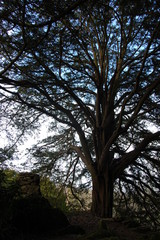 Majestic solitary tree in the garden of  Blarney Castle, Ireland