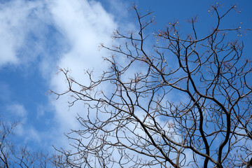 Fruit of the ginkgo in the winter of blue sky in Japan