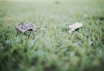 Grass and leaf background