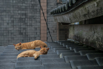 Two sleeping orange striped cats on a Taiwan tile roof