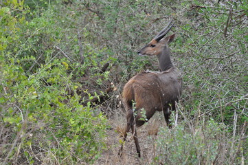 antilope kenya