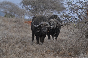 Obraz premium bufali kenya