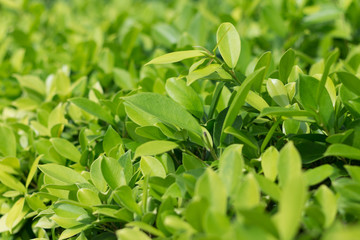 Obraz premium background of leaves green bush