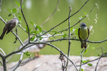 pájaro