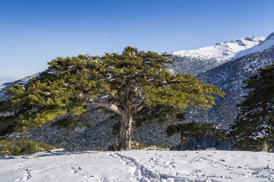 Ziria mountain covered with snow on a winter day, South Peloponnese, Greece