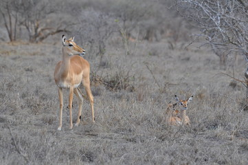 antilope con cuccioli