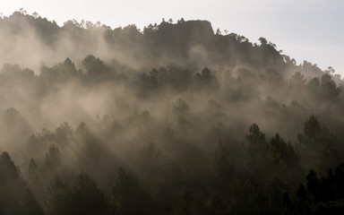 Foggy morning in the mountain forest