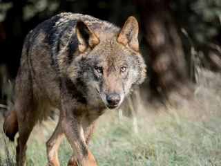 Tableaux ronds sur plexiglas Loup Le loup ibérique mâle (Canis lupus signatus) traque