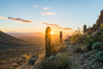 Coucher de soleil dans l& 39 ouest du parc national de Saguaro