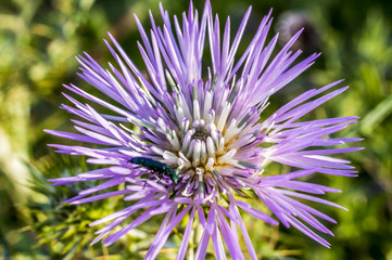 Fotografia Macro al Fiore di Cardo e Ape, Bombo, Ragno, Coleottero, Coccinella