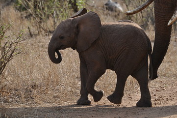 cucciolo di elefante © marica