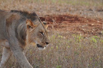Obraz na płótnie Canvas leonessa kenya