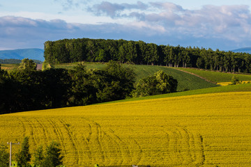 Obraz premium 북해도의 여름