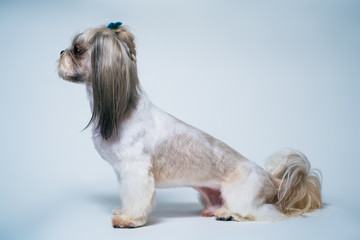 Shih tzu dog