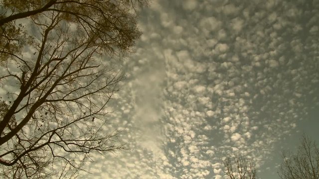 Altocumulus Floccus Clouds Dot the Sky Overhead