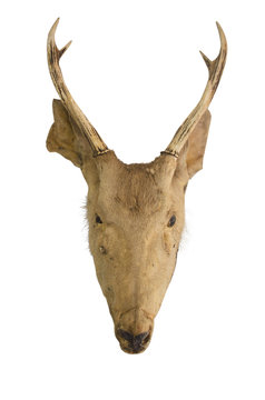  deer head skull isolated white background