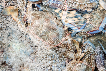 Freshly Caught Blue Crabs