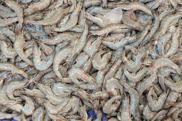 whiteleg shrimp, pacific white shrimp