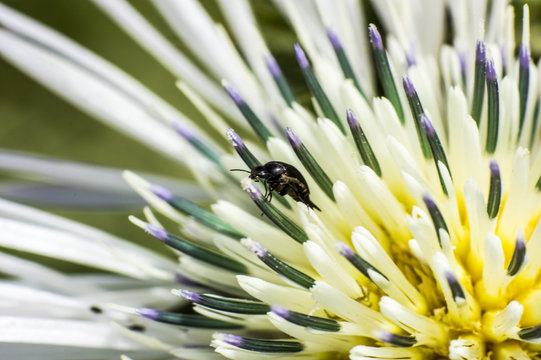 Fotografia Macro al Fiore di Cardo e Ape, Bombo, Ragno, Coleottero, Coccinella