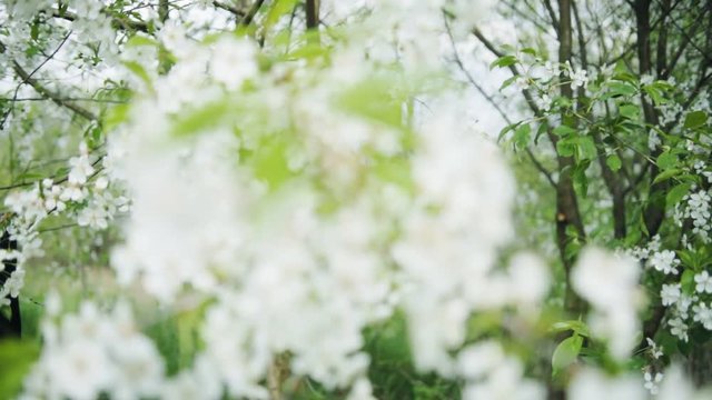 Redhead girl in blooming flowers