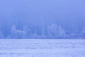 Winter foggy fields near forest landscape