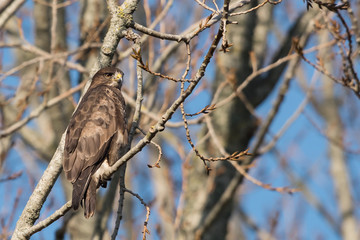 Common Buzzard, Buteo buteo