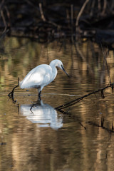Little Egret, Heron, Egretta Garzetta