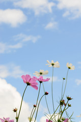 cosmos flower pink color bloom in garden,beuatyful daisy and blu