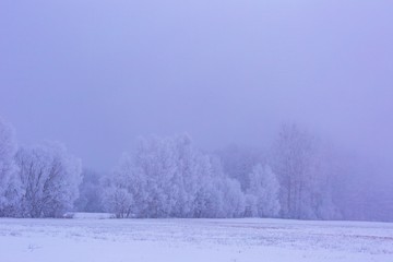 Winter foggy fields near forest landscape