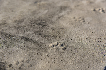 猫の足跡