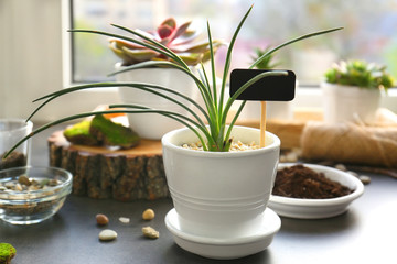 Beautiful houseplant on windowsill
