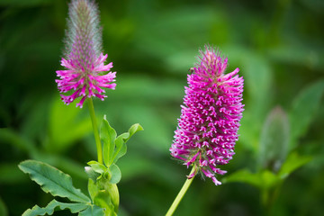 북해도 비에이 꽃밭