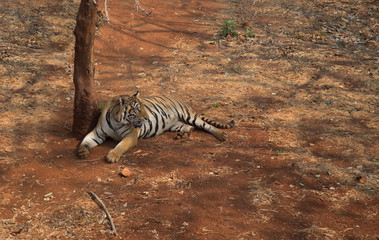 Obraz na płótnie Canvas The tiger is the largest cat species