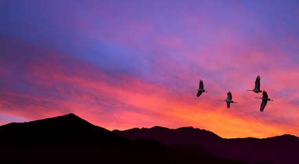 Sandhill Cranes flying across pink cloudy sky