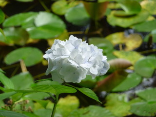 アジサイ(滋賀県)