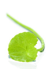 Gotu Kola or Centella asiatica.