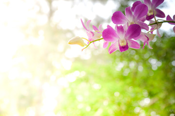 Fototapeta na wymiar Pink, blue and white orchids in a garden