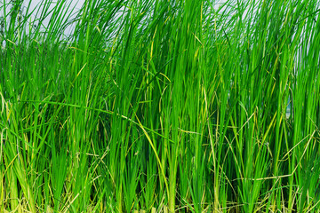 Photo of Green Grass Field. Summer Vacation Concept. Fresh Grass Lawn 