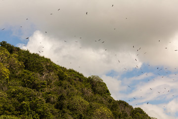 Island of reproduction of birds in Costa Rica