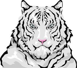 Siberian White Tiger