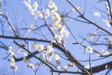 白い梅の花
