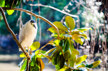 Black crowned night heron in a magnolia tree..