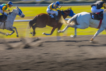 Horse Race colorful bright sunlit slow shutter speed motion effect fast moving thoroughbreds