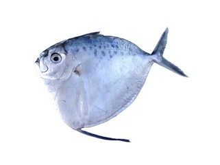 Moon fish,Opah fish isolated 